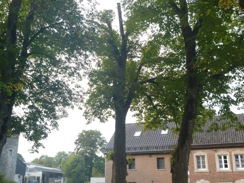 26-09-29 Krone letzter Baum rechts Gesamt