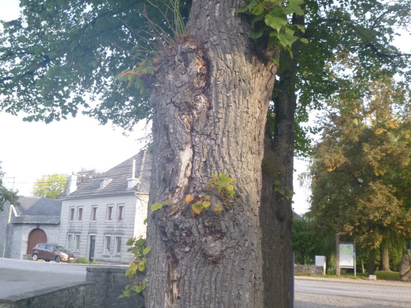 26-09-29 Stammriss letzter Baum rechts