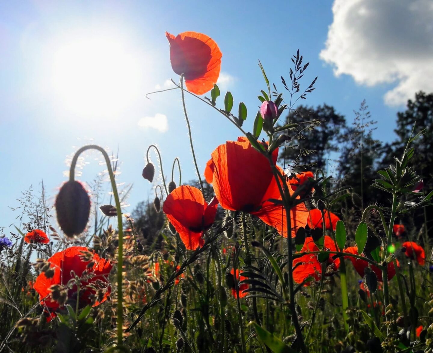 4. Natur & Biodiversität Startseite