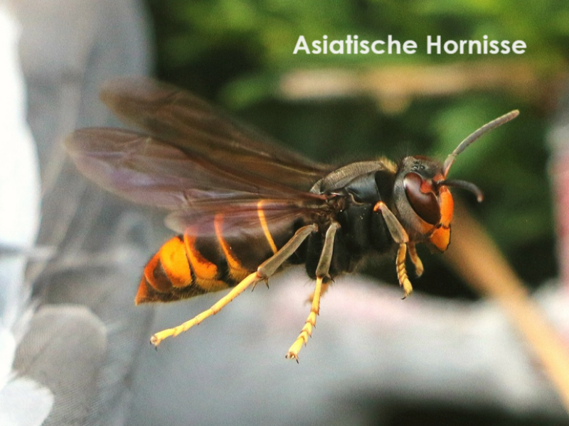 Asiatische Hornisse Bild Pixabay (3)