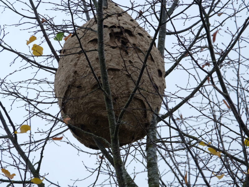 Asiatische Hornisse Sekundärnest