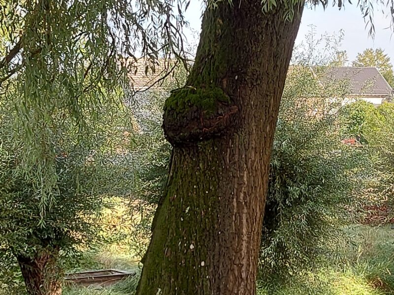 Bild 1 Weide Stammpilz Zahlepohl
