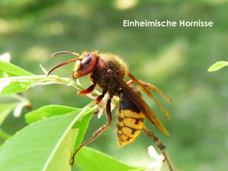 Europäische Hornisse Bild Pixabay (2)